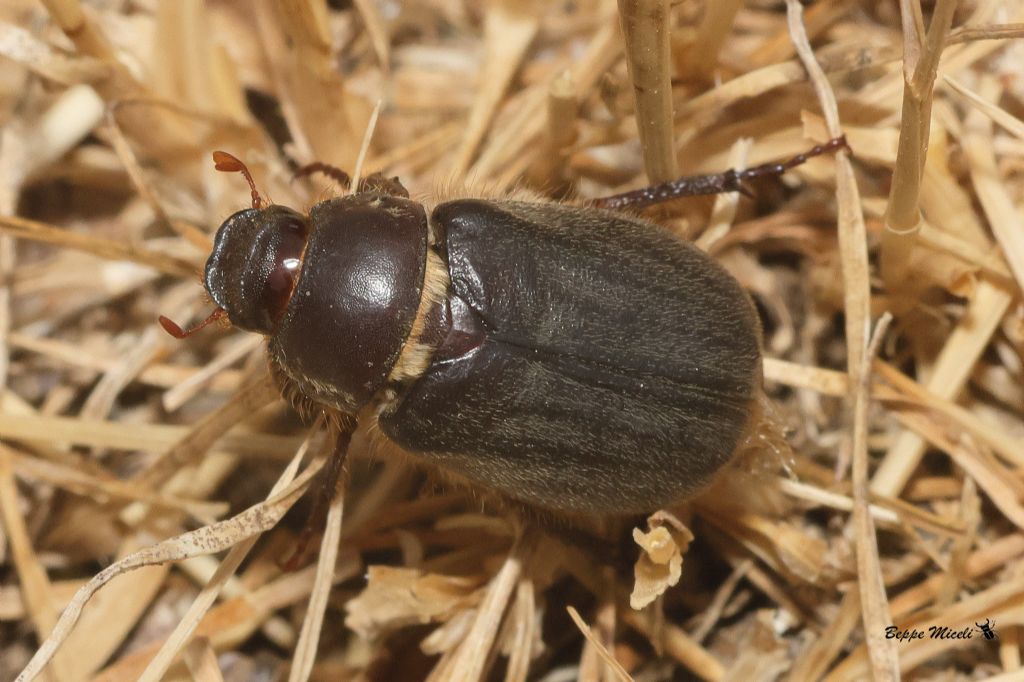 Melolonthidae:  Aplidia transversa ?